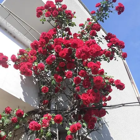 Πανσιόν Kraybrezhna 3