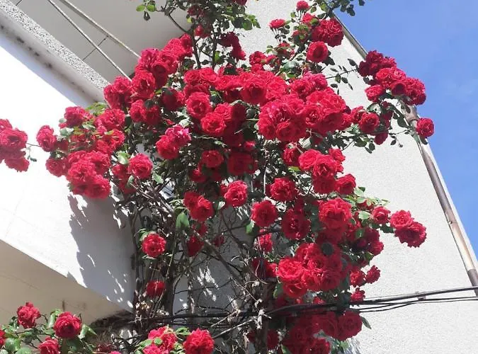 Pensjonat Kraybrezhna 3